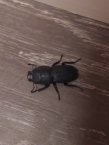 Lesser Stag Beetle