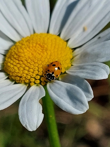 Variegated Lady Beetle
