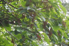 Idesia polycarpa
