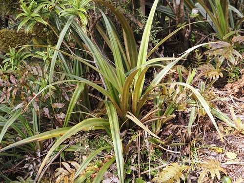 Astelia nervosa, photograph 1