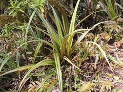 Astelia nervosa, photograph (c) Angus Campbell, some rights reserved (CC BY)