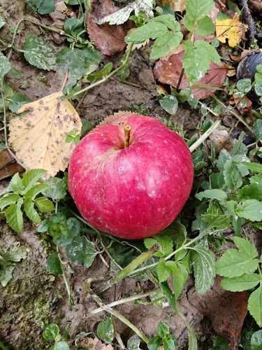 apple
