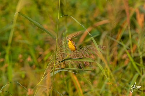 Yellow-breasted Bunting