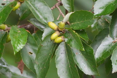Quercus serrata, photograph (c) WATANABE Hitoshi 渡辺仁, some rights reserved (CC BY)