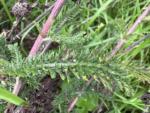 common yarrow