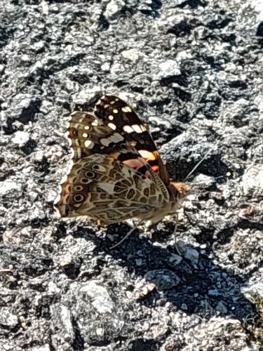 Painted Lady