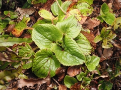 Ourisia macrophylla, photograph (c) Angus Campbell, some rights reserved (CC BY)