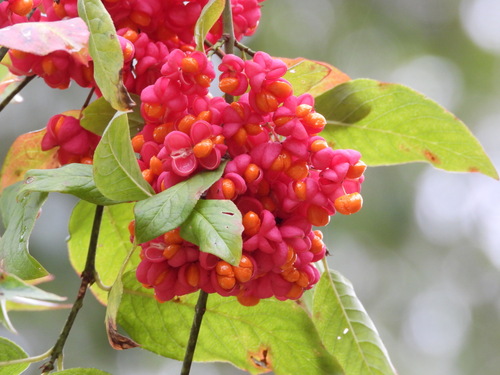 Spindle