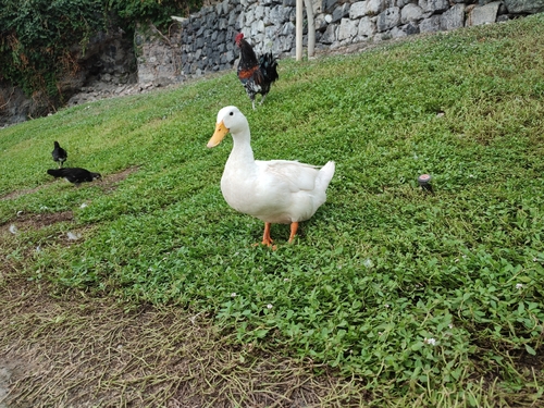Domestic Mallard