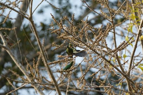Ptilinopus viridis, 2026-09-22
