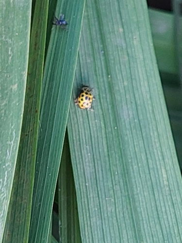 22-spot Ladybird