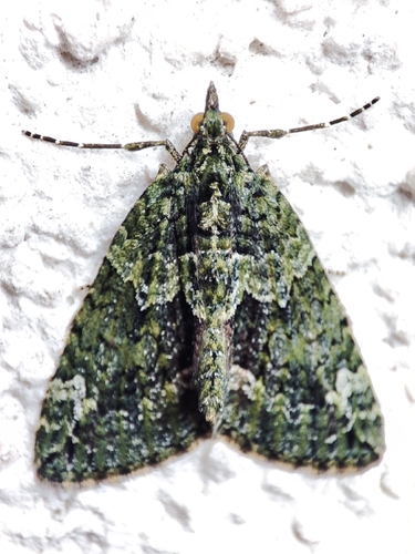 Red-green Carpet