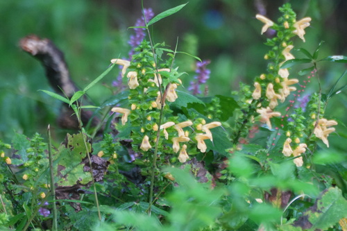 Salvia nipponica