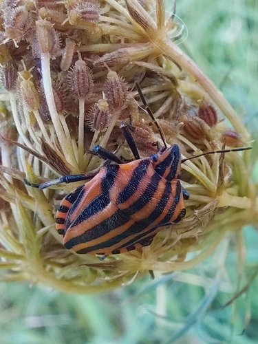 Continental Striped Shield Bug
