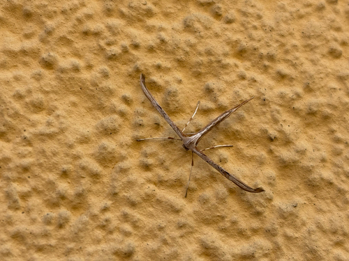 Morning-glory Plume Moth
