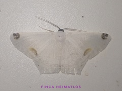 Sericoptera