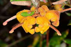 Grevillea chrysophaea