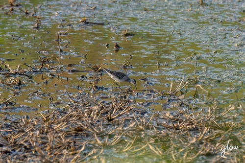 Wood Sandpiper