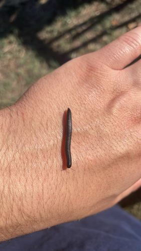 Portuguese Millipede