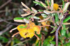 Grevillea chrysophaea