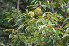 Castanea crenata, photograph (c) WATANABE Hitoshi 渡辺仁, some rights reserved (CC BY)