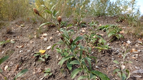 Brown Knapweed