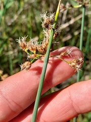 Schoenoplectus tabernaemontani