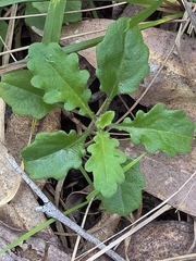 Lagenophora stipitata