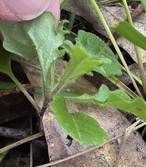Lagenophora stipitata, photograph (c) Ian Rainbow, some rights reserved (CC BY)