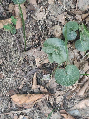 Asarabacca