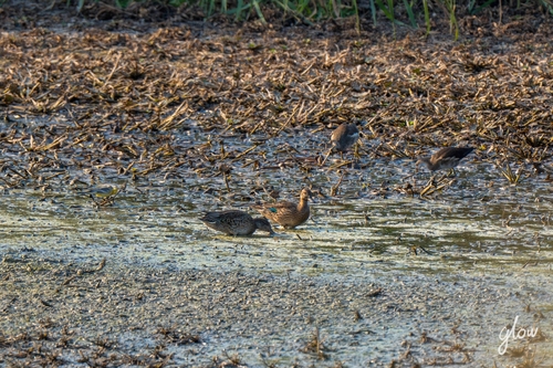 Green-winged Teal
