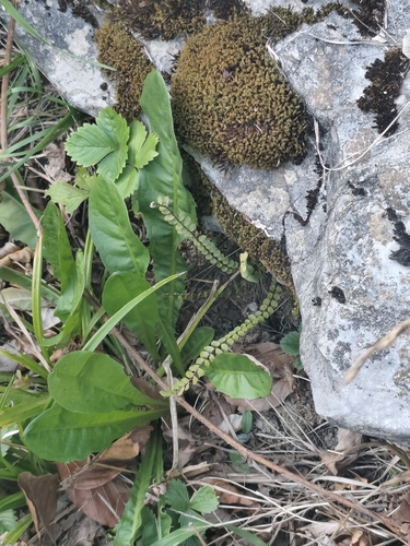 maidenhair spleenwort