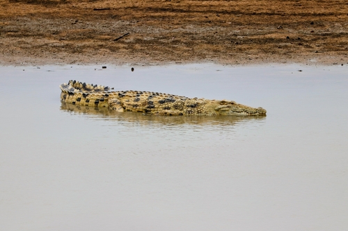Nile Crocodile