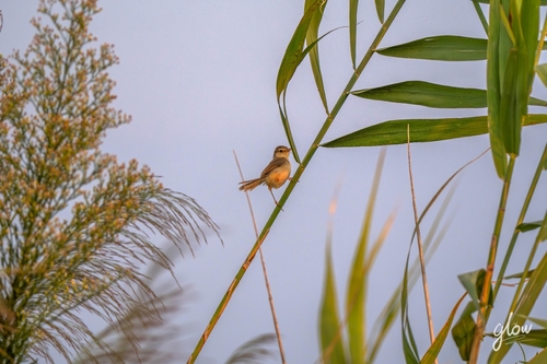Plain Prinia