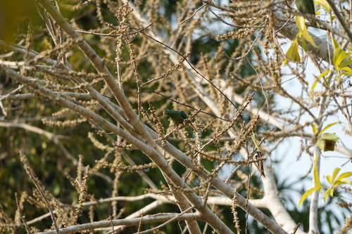 Ptilinopus viridis, 2026-09-22