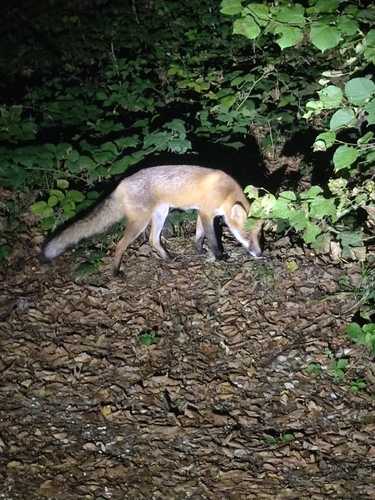Red Fox
