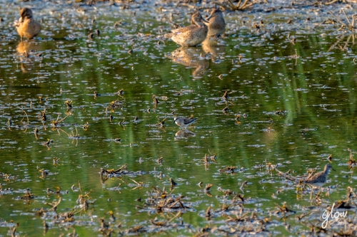 Red-necked Stint
