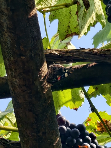Red Admiral