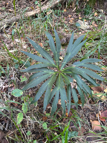 Stinking hellebore