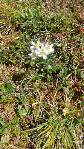 Narcissus-flowered Anemone