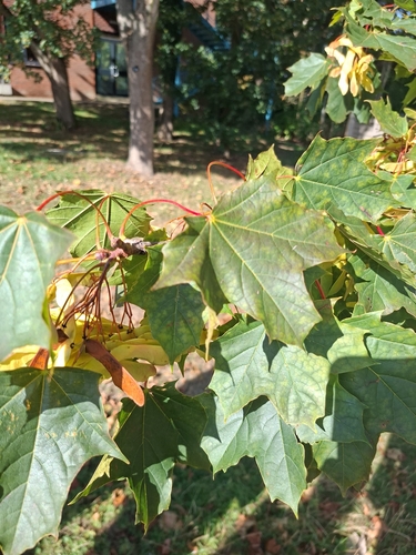 Norway maple