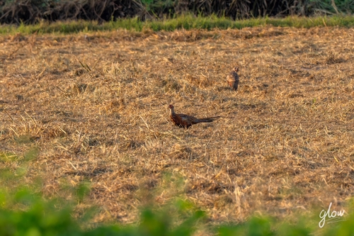 Ring-necked Pheasant