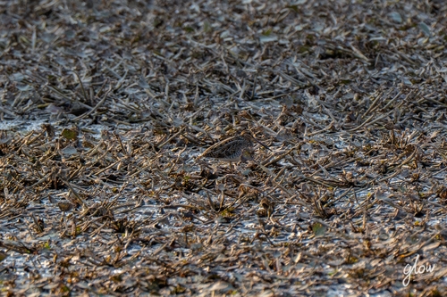 Common Snipe