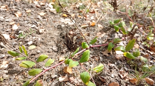 Wild Liquorice
