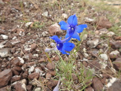 Delphinium grandiflorum