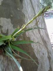Tillandsia polystachia