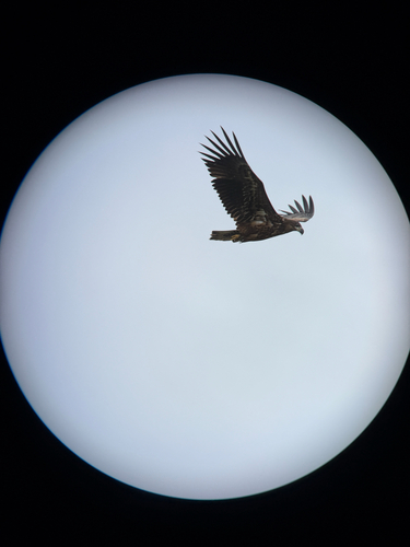 White-tailed Eagle