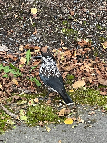 Northern Nutcracker
