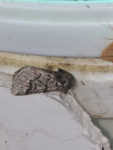 Pine Processionary-moth