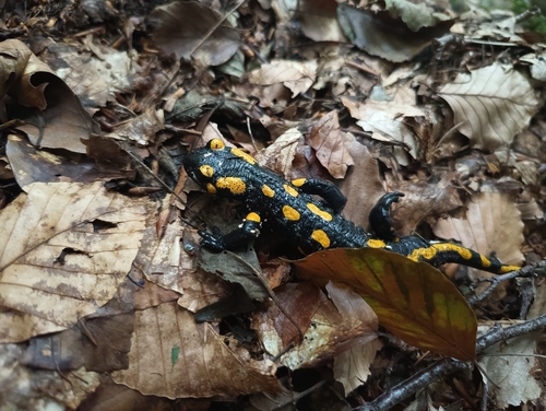 Fire Salamander